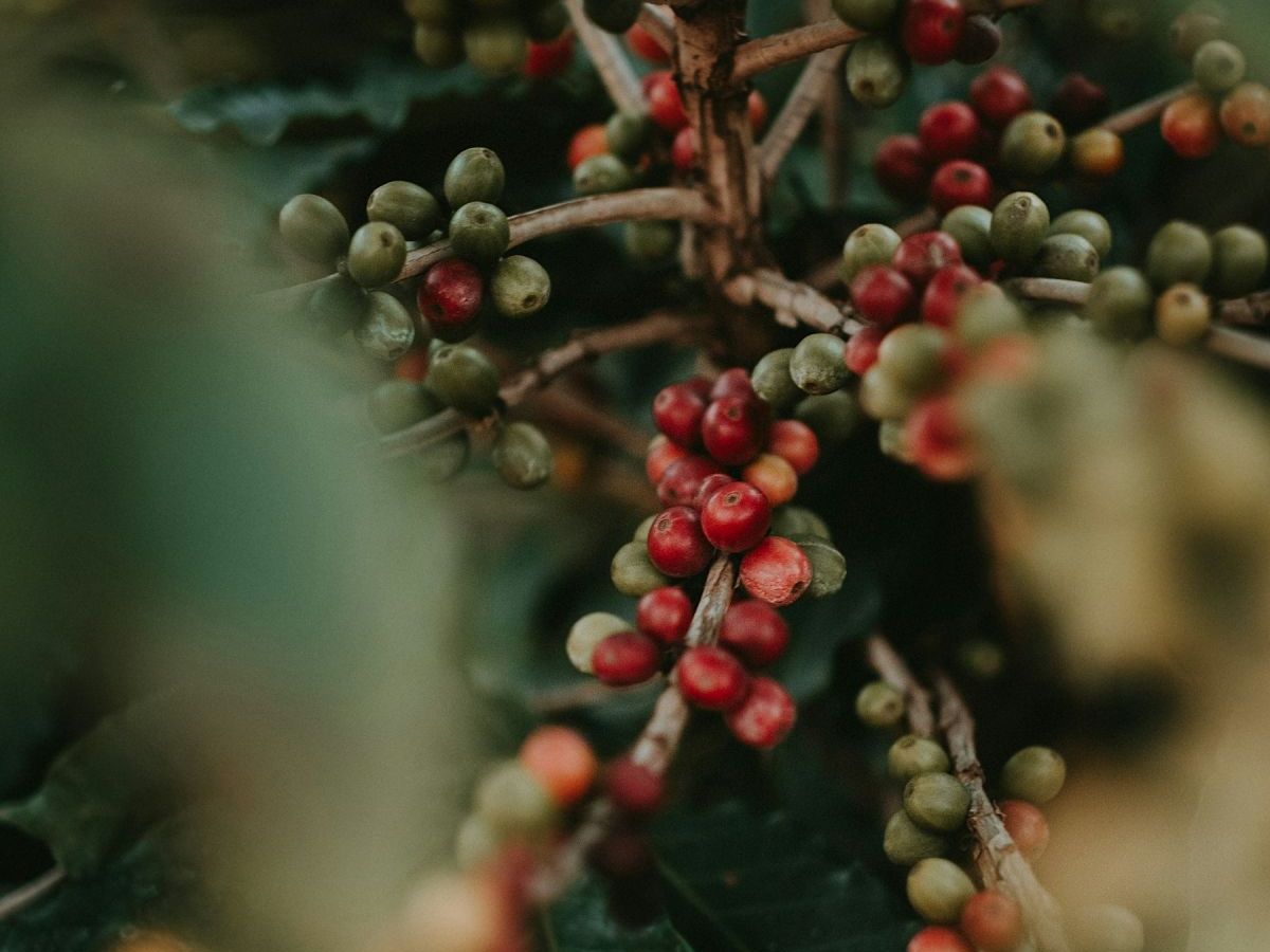 Ripe red coffee cherries on the branch