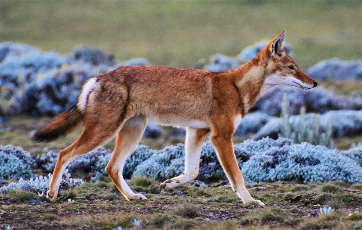 An Ethiopian wolf crossing the Sanetti Plateau in the Bale Mountains